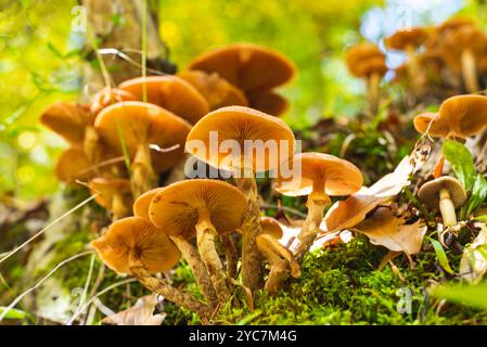 Eine Gruppe winziger Pilze auf nassem Waldboden nach Regen. Nahaufnahme des Fotos Stockfoto