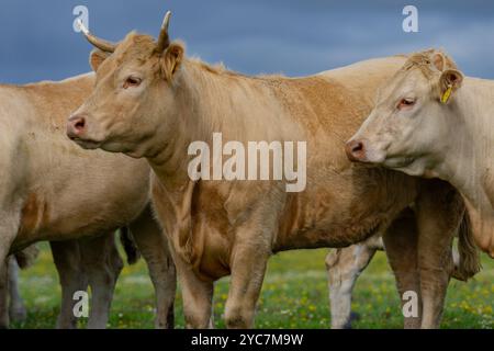 Kuh mit Hörnern auf der Weide. Rinder auf grünem Feld. Kuh auf Grasweide. Braune Kuh Nahaufnahme Porträt auf dem Land. Kühe weiden auf Sommerwiesen Stockfoto