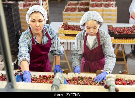 Frauen, die an der Herstellung der Sortierlinie im Obstlager arbeiten Stockfoto