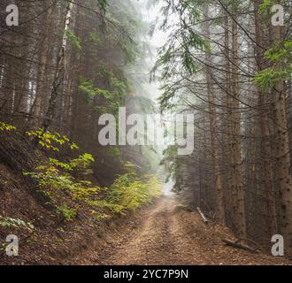 Straße durch wilde Bergkiefernwälder am nebeligen Herbsttag. Stockfoto