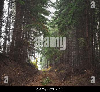 Straße durch wilde Bergkiefernwälder am nebeligen Herbsttag. Stockfoto