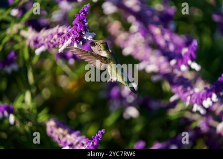 Der wunderschöne Kolibri trinkt Nektar vom atemberaubenden violetten spanischen Salbei. Stockfoto