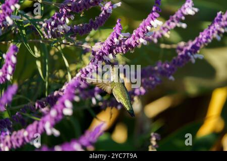 Der wunderschöne Kolibri trinkt Nektar vom atemberaubenden violetten spanischen Salbei. Stockfoto