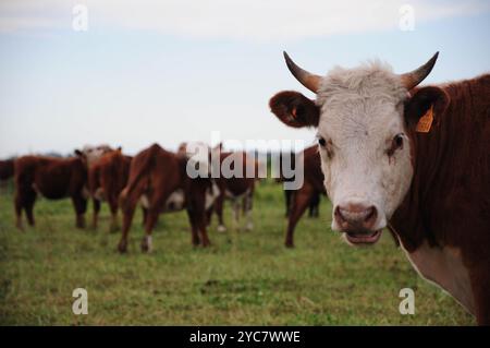 Neugierige Kuh auf üppiger Weide mit Herde, die friedlich im Hintergrund weidet Stockfoto