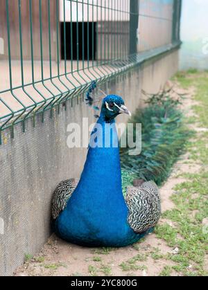 Edler Vogel Pfau auf dem Boden neben dem Zaun, selektiv fokussiert. Vertikales Foto Stockfoto