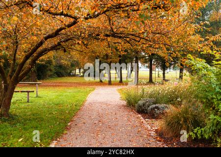 Bad Birnbach, Bayern, Deutschland - 21. Oktober 2024: Der Kurpark in Bad Birnbach glänzt im goldenen Fall. Die bunten Blätter und die ruhige Atmosphäre laden zu einem entspannten Spaziergang ein *** der Kurpark in Bad Birnbach erstrahlt im goldenen Herbst. Die bunten Blätter und die ruhige Atmosphäre laden zu einem entspannenden Spaziergang ein Stockfoto