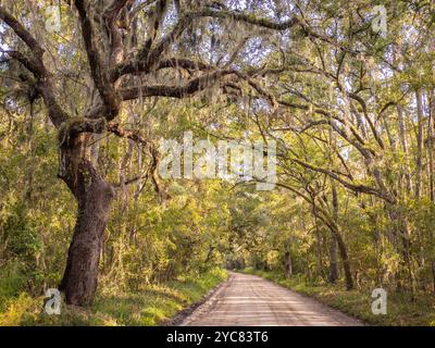 Steamboat Landing Road Oaks, Edisto Island, South Carolina, USA Stockfoto