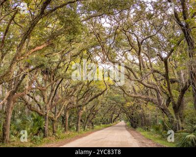 Botany Bay Oaks, Edisto Island, South Carolina, USA Stockfoto