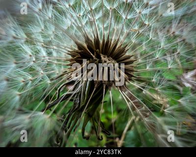 In einer Löwenzahn-Blume Stockfoto