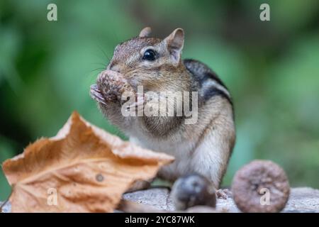 Das süße kleine östliche Chipmunk (Tamias striatus) findet eine Eichel. Stockfoto