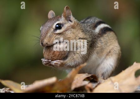 Das süße kleine östliche Chipmunk (Tamias striatus) findet eine Eichel. Stockfoto