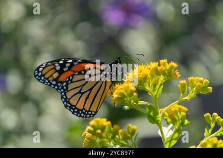 Nahaufnahme von Monarchschmetterling i (Danaus plexippus) an Birkengelbgoldenrute Stockfoto