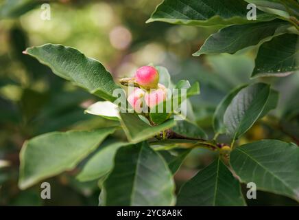 Lobner Magnolia Merrill unreife Frucht. Ohne Blüten Stockfoto