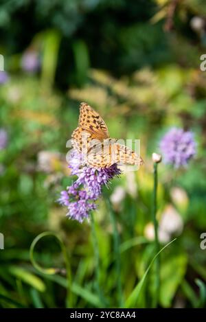 Brenthis daphne, die marmorierte, fritillarische Schmetterlingsfrau, die auf allium-Blume sitzt Stockfoto