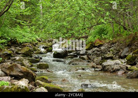 Ein stürmischer Bach fließt von den Bergen in einer schnellen Kaskade durch einen dichten Sommerwald nach Regen. Tevenek (Dritter Fluss), Altai, Sibirien Stockfoto