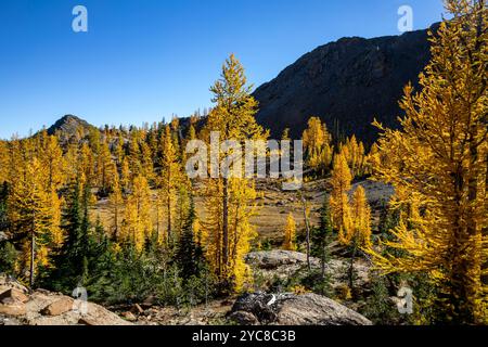 WA25842-00...WASHINGTON - Lärchen in brillanter Herbstfarbe unterhalb der Wenatchee Mountains auf der Alpine Lakes Wilderness. Stockfoto