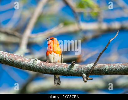 Ein bunt gefärbter Mauritius Fody (Foudia rubra), der auf einem Ast vor einem blauen Himmel thront. Der männliche Vogel zeigt sein leuchtendes rotes Gefieder. Mauritius, A Stockfoto