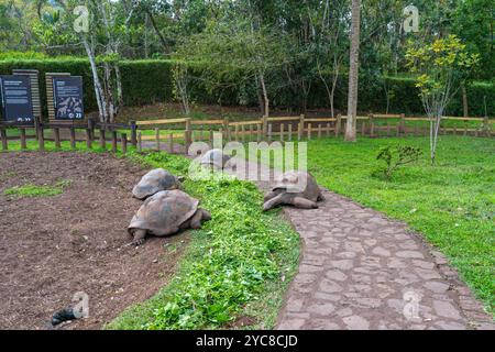 Eine Gruppe von Riesenschildkröten weidet auf einem grasbewachsenen Feld in der Nähe der berühmten Sieben Farbigen Erden auf Mauritius. Die Schildkröten sind von üppiger Vegetation umgeben Stockfoto