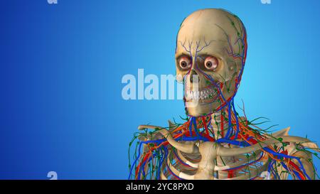Menschlicher Körper mit hervorgehobenen Nerven und Gefässen Stockfoto