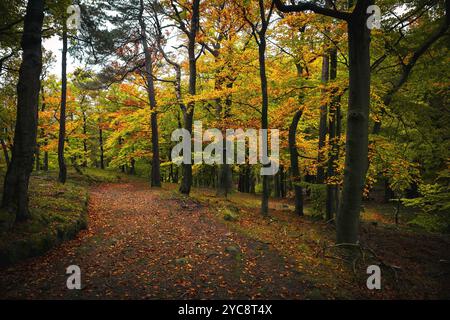 Wunderschöne Postkartenansicht eines böhmischen Laubwaldes in atemberaubenden Herbstfarben Stockfoto