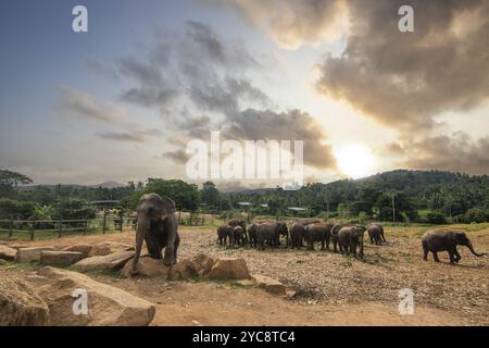 Trockene subtropische Landschaft auf einer Insel. Eine Elefantenfamilie am Waldrand bei Sonnenuntergang. Kleine Herde im Elefantenwaisenhaus, Pinnawela, Sr Stockfoto
