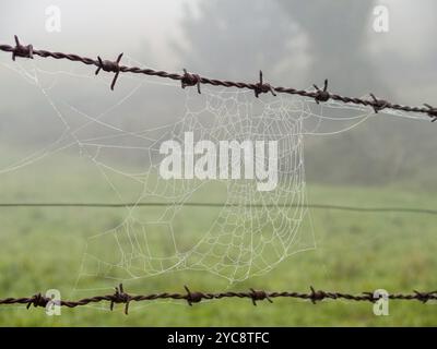 Spinnennetz auf Stacheldrahtzaun, Furela, Galicien, Spanien, Europa Stockfoto