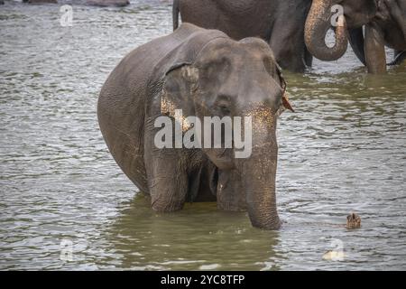 Trockene subtropische Landschaft auf einer Insel. Eine Elefantenfamilie versucht, sich in einem Fluss direkt neben einem Dorf abzukühlen. Kleine Herde bei der Elefantenorphana Stockfoto