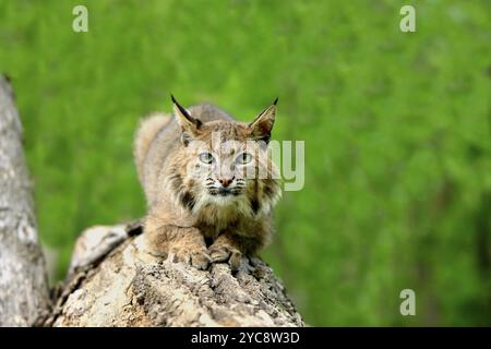 Bobcat (Lynx rufus), Erwachsener, auf Baum, aufmerksam, aufmerksam, Minnesota, USA, Nordamerika Stockfoto