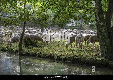 Schafherde (Ovis aries), die an einem Fluss weidet, eingezäunt auf Weide, Fränkische Schweiz, Egloffstein, Oberfranken, Bayern, Deutschland, Europa Stockfoto