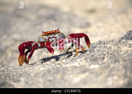 Rote Steinkrabbe (Grapsus grapsus) Klippenkrabbe, Steinkrabbe, Quadratkrabbe, ausgewachsen, auf Felsen, Wandern, aufmerksam, Galapagos Inseln, Ecuador, Südamerika Stockfoto