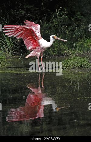 Rosenlöffelschnabel (Platalea ajaja), Erwachsene, ausbreitende Flügel, am Wasser, Florida, USA, Nordamerika Stockfoto