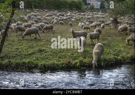 Schafherde (Ovis aries), die an einem Fluss weidet, eingezäunt auf Weide, Fränkische Schweiz, Egloffstein, Oberfranken, Bayern, Deutschland, Europa Stockfoto