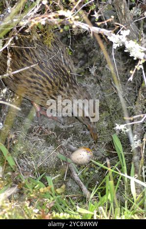 WEKA, Gallirallus australis, frisst ein Ei, das aus dem Nest eines pukeko gestohlen wurde, Porphryio porphryio, Westland, Südinsel, Neuseeland, Oceani Stockfoto