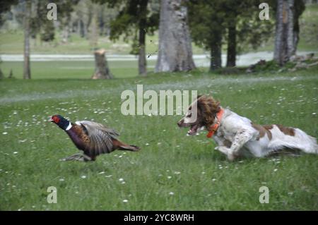 Männlicher Ringfasan, Phasianus colchinus, im Flug mit Jagdhund auf der Jagd Stockfoto