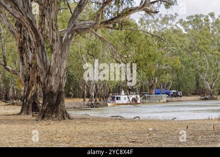 Barmah National Park in der Nähe von Echuca ist ein großartiger Ort für Camping, Barmah, Victoria, Australien, Ozeanien Stockfoto