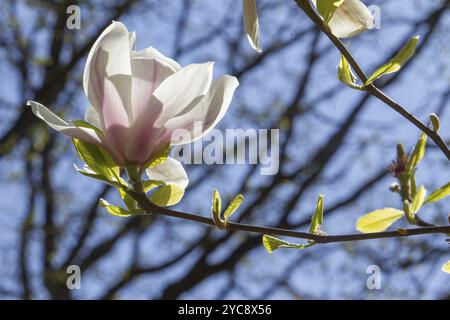 Idyllischer sonniger Tag im japanischen Garten in Kaiserslautern. Magnolienblüte und Kirschblüte, jetzt! April Stockfoto