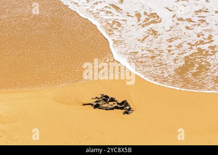 Seetang wird von sanften Wellen am Strand entlang der Great Ocean Road, Peterborough, Victoria, Australien, Ozeanien gespült Stockfoto