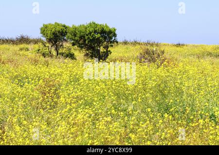 Sanddünen auf Griffiths Island, bedeckt mit wunderschönen winzigen gelben Blumen, Port Fairy, Victoria, Australien, Ozeanien Stockfoto