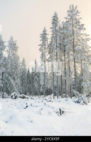 Clearcut in einem Wald mit Schnee und Frost in einem Wunderschöne Winterlandschaft Stockfoto