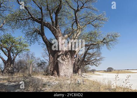 Baines Baobab aus dem Nxai Pan Nationalpark, Botswana, Afrika Stockfoto