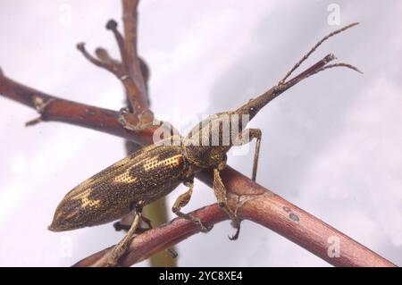 Männlicher Giraffen-Käfer, Lasiorhynchus barbicornis, auf Zweig Stockfoto