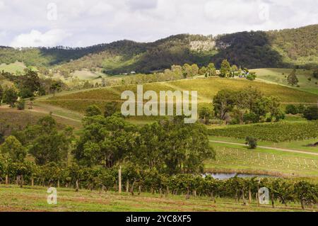 Malerische Weinberge im Hunter Valley, Mount View, NSW, Australien, Ozeanien Stockfoto