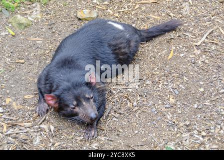 Der Tasmanische Teufel ist das größte überlebende fleischfressende Beuteltier der Welt, Healesville, Victoria, Australien, Ozeanien Stockfoto