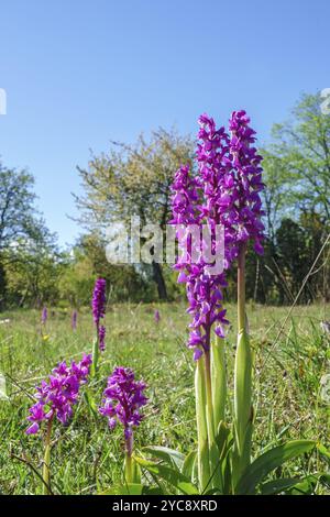 Früh - lila Orchidee Blumen im Frühling auf einer Wiese Stockfoto