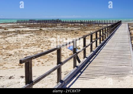 Boardwalk am Hamelin Pool über Meeresstromatoliten, Denham, WA, Australien, Ozeanien Stockfoto