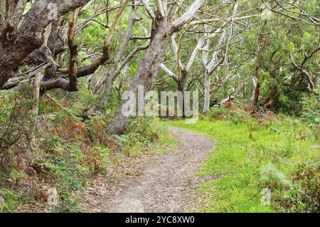 Wanderweg im Tomaree National Park, Shoal Bay, NSW, Australien, Ozeanien Stockfoto