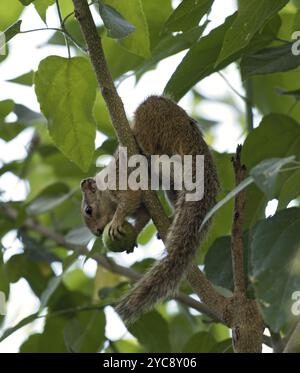 Baumhörnchen (Paraxerus cepapi), das in einem Baum sitzt, Maun, Botswana, Afrika Stockfoto