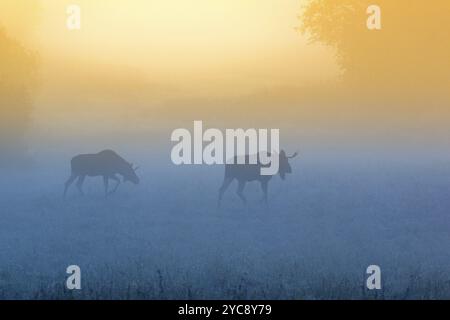 Stier mooses Spaziergang auf einem nebligen Wiese in der Morgendämmerung Stockfoto