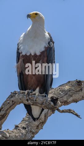 Afrikanischer Fischadler, Haliaeetus vocifer, auf totem Ast, Botswana Kopie Stockfoto