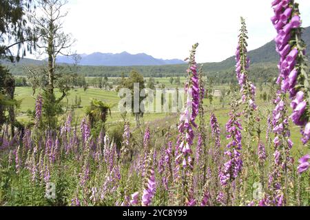 Blühende Foxhandschuhe (Digitalis purpurea), Westküste, Südinsel, Neuseeland, Ozeanien Stockfoto